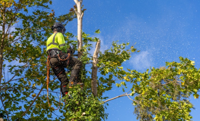 pruning a tree